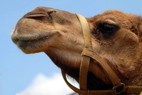 Kamel | © Pixabay Paul Brennan CC0